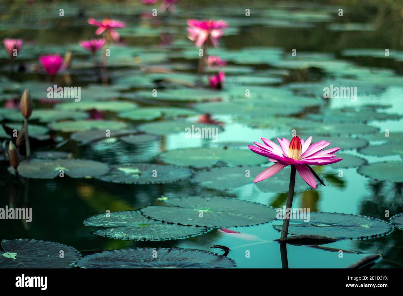 Molti fiori di giglio d'acqua rossa fioriscono nello stagno del villaggio Foto Stock