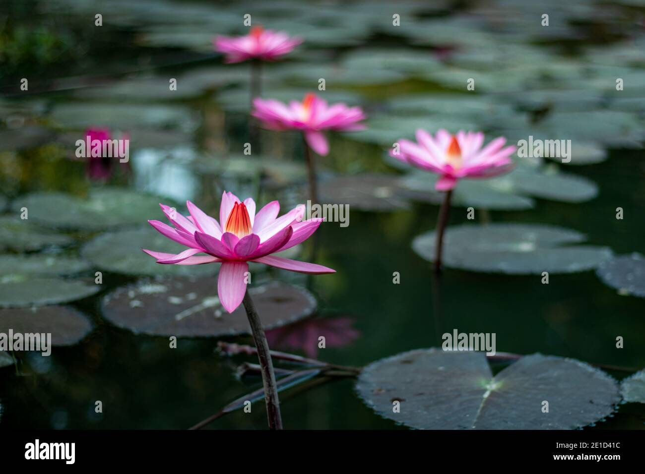 Così tanti fiori di giglio d'acqua di bianco, rosa e marrone fiorisce nello stagno del villaggio Foto Stock