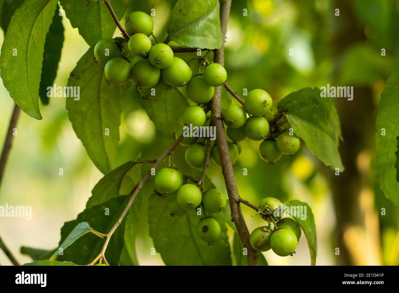 Frutto acaro della frutta europea del tipo a bacca piccola Foto Stock