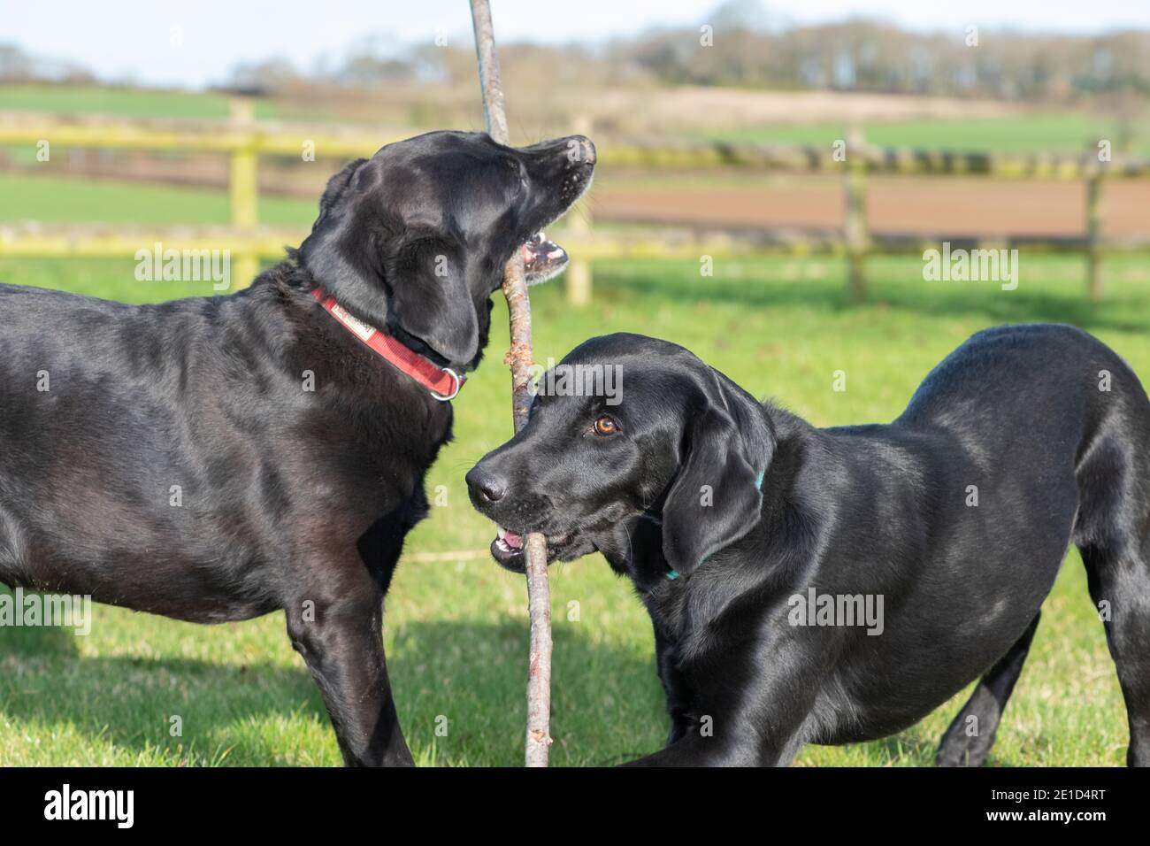 Due Labrador neri pedigree che giocano insieme con un bastone Foto Stock