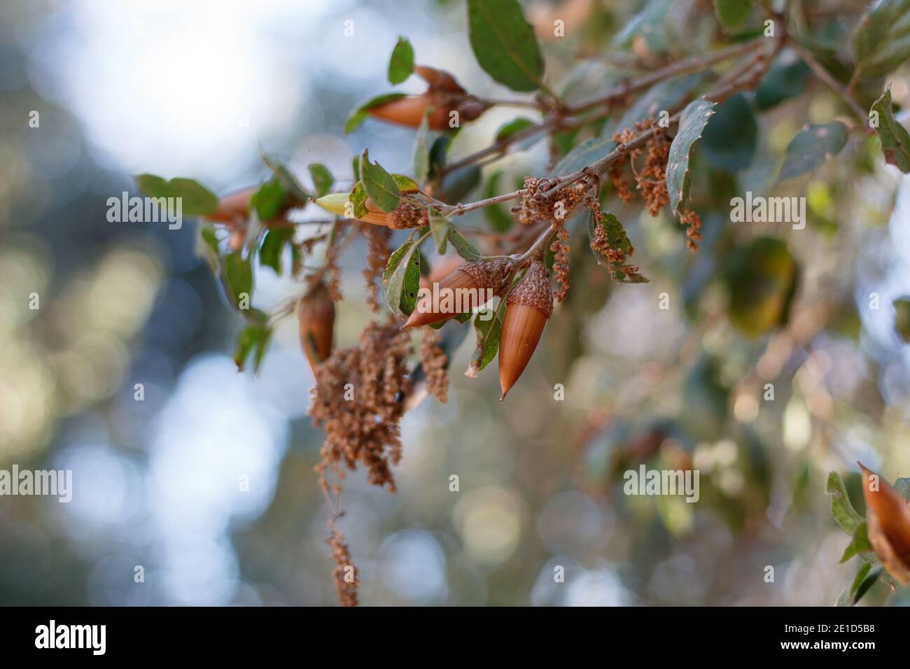 Frutta secca di Acorn, quercia viva della costa, Quercus Agrifolia, Fagaceae, albero nativo, Franklin Canyon Park, Santa Monica Mountains, Transverse Ranges, Autunno. Foto Stock