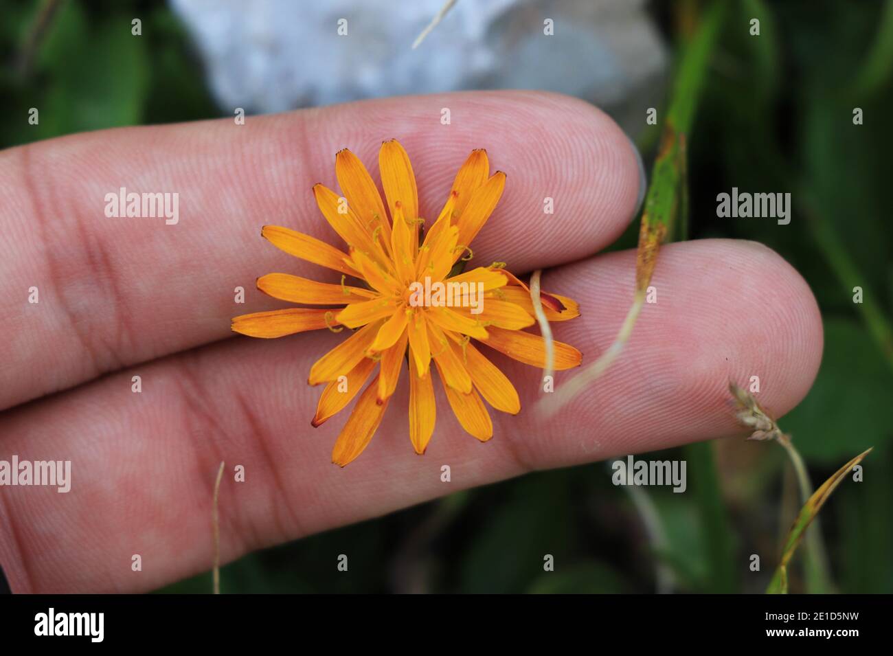 Bellezza arancione con molti piccoli petali intorno al centro. Crepis aurea tra le dita. La natura è fracolosa. Montagne di Jeseniky, repubblica ceca, europa. Speciale Foto Stock