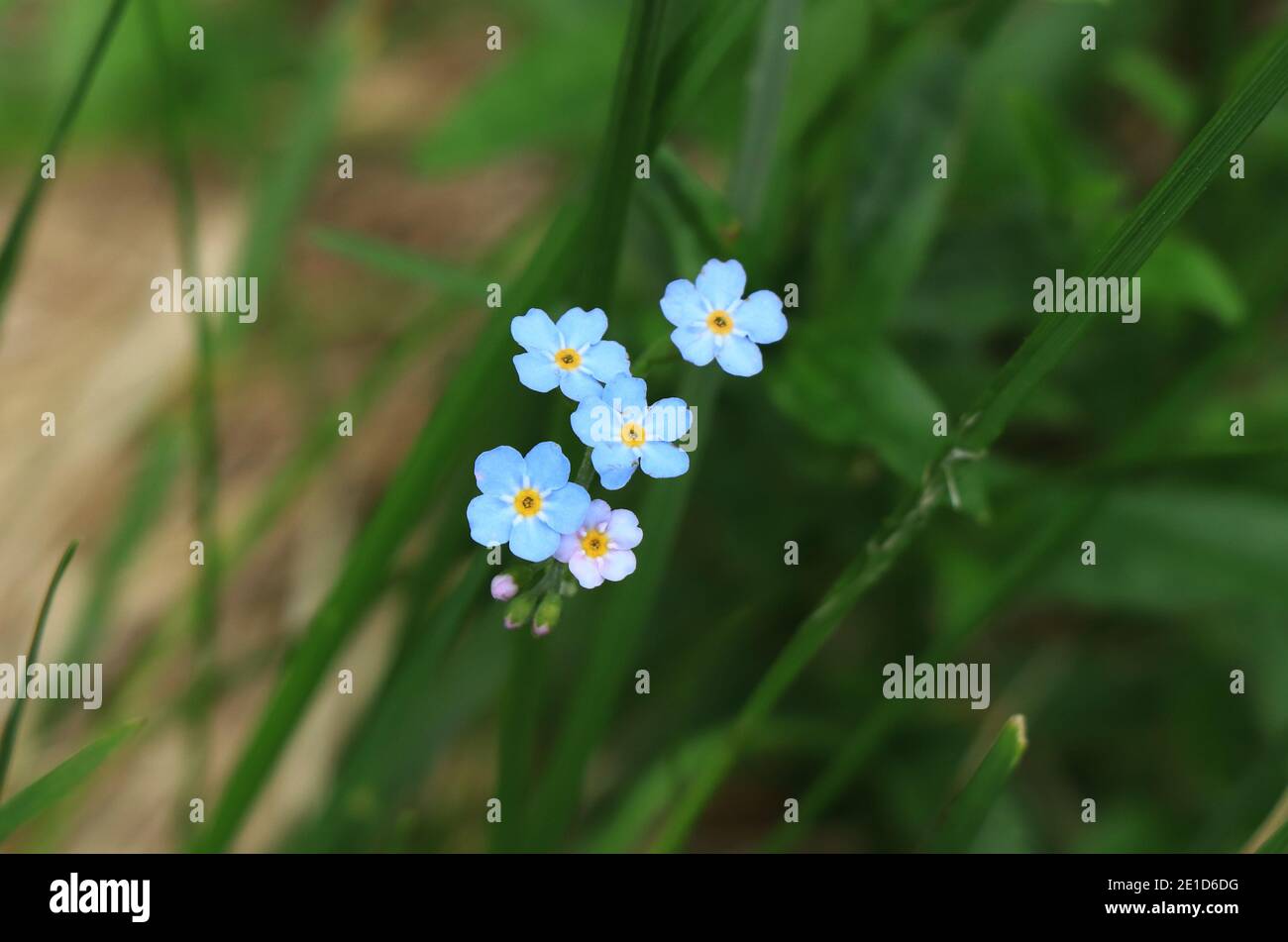 Meravigliosa Myosotis sylvatica situata nella natura selvaggia a Beskydy, repubblica ceca. Myosotis, pomnenka, fiore tipico ceco in terre montane. Bosco f Foto Stock