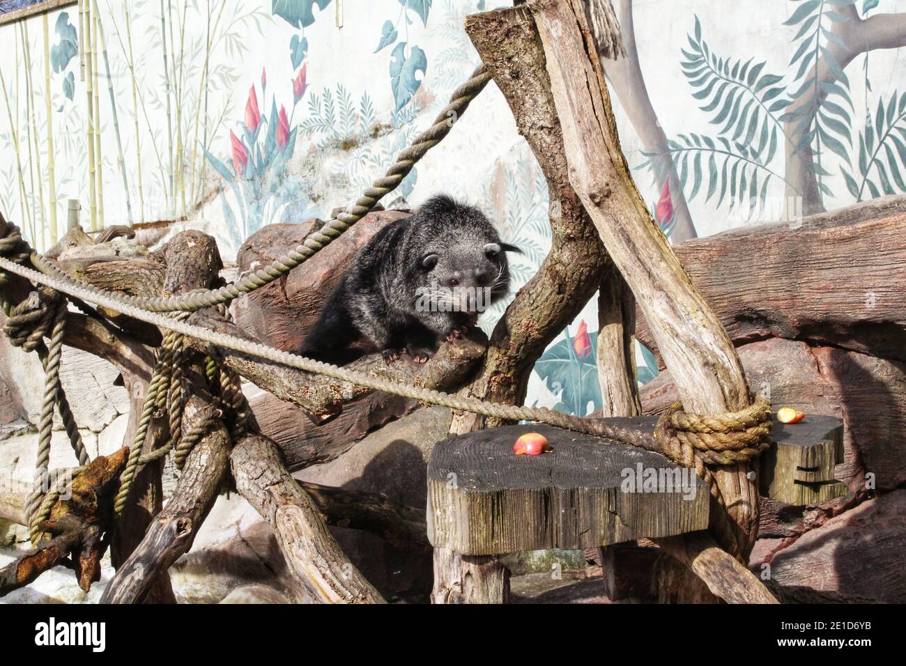 Una vista frontale della testa di un binturong (arttictis binturong) o di un bearcat che cammina verso il cibo allo Zoo di Longleat. Foto Stock