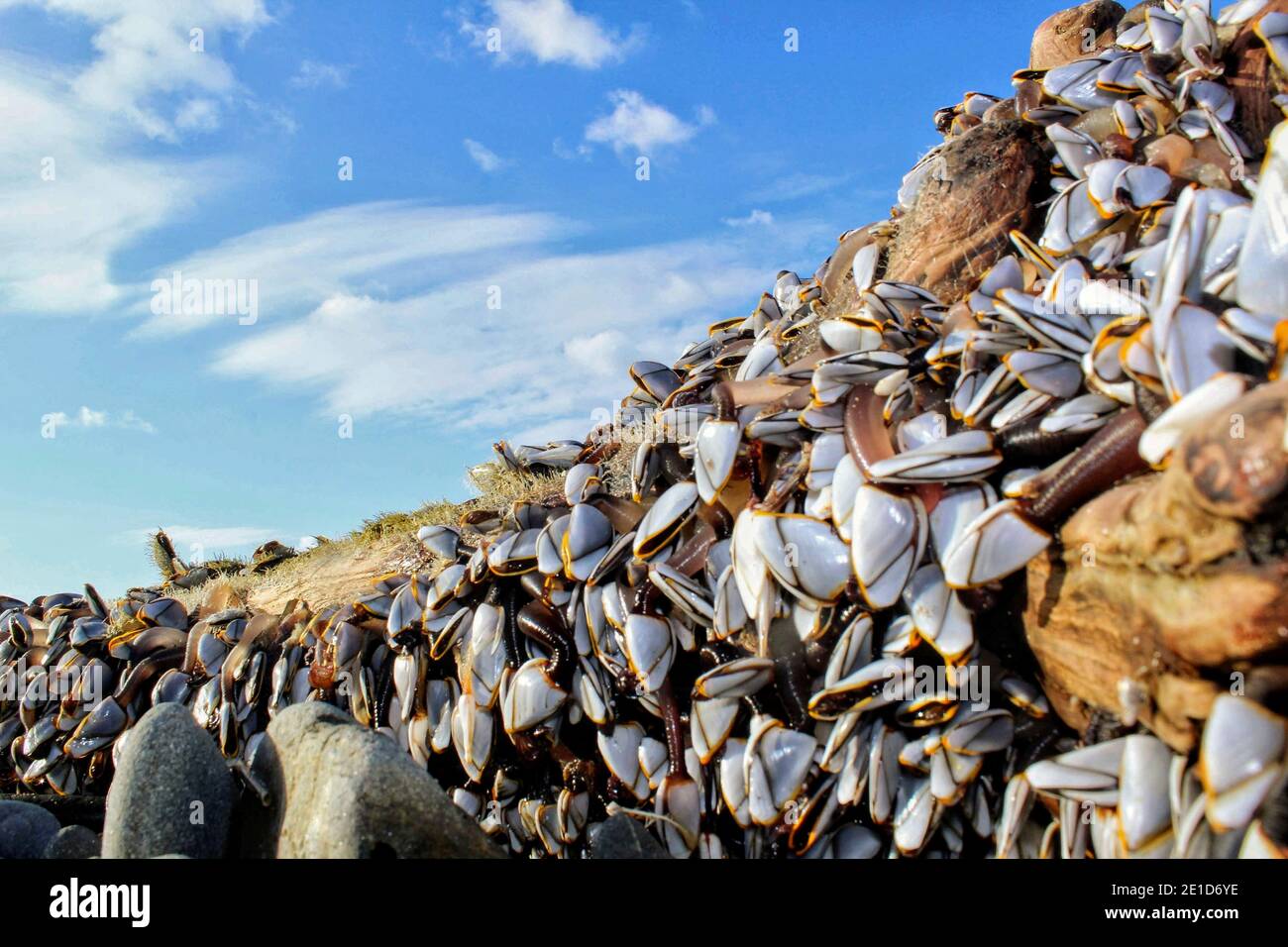 I barnacles dell'oca aka i barnacles del collo dell'oca su un pezzo di driftwood Che si è lavato su una spiaggia in Cornovaglia Foto Stock