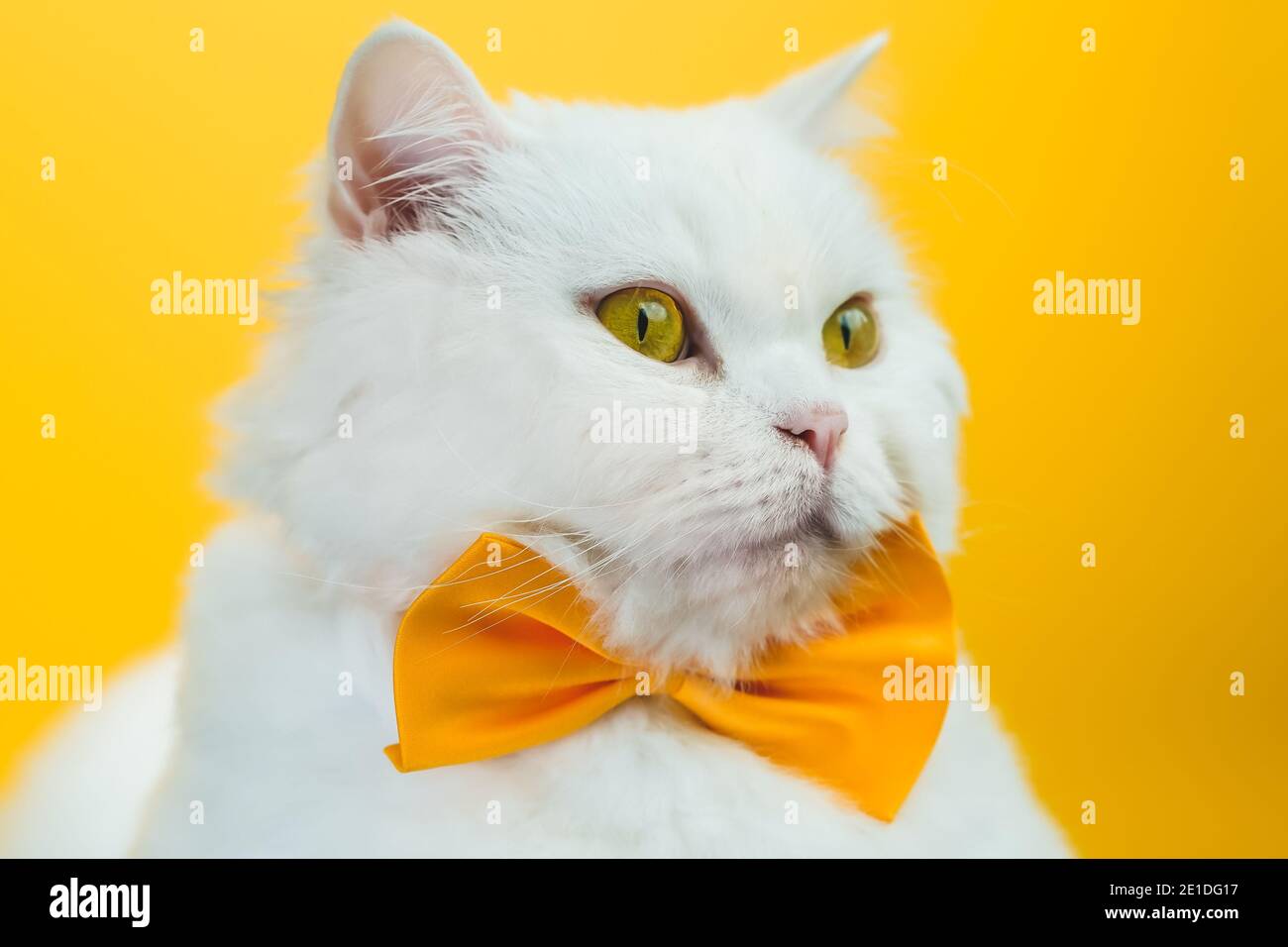 Primo piano di gatto bianco in viscere gialle. Ritratto dello studio. Il lussuoso gattino domestico si pone su uno sfondo colorato della parete. Foto Stock