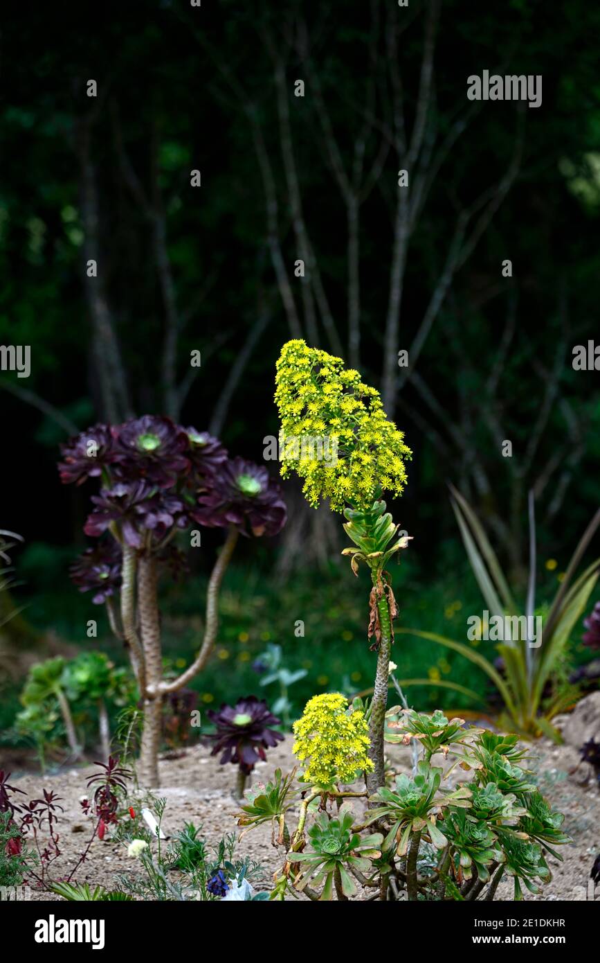 aeonium giallo fiore gambo, fiori gialli, aeonium fiorente, succolente fiorente, sempreverde, succulente, scuro, nero, borgogna, rosette, rosette, fogliame, a vita Foto Stock