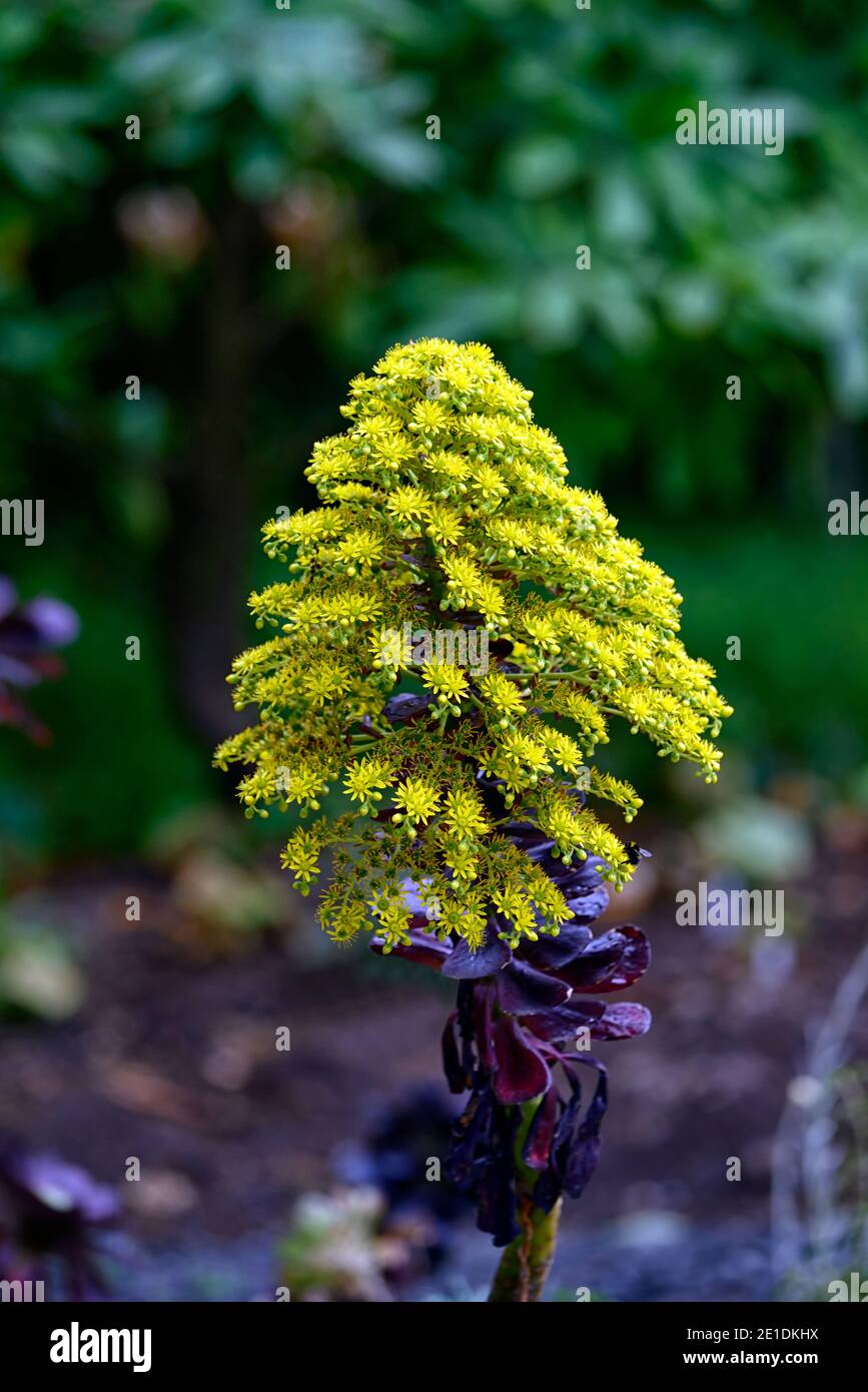 aeonium arboreum giallo fiore gambo, fiori gialli, aeonio fiorente, succulente fioritura, sempreverdi, succulente, scuro, nero, borgogna, rosette, rosette, fol Foto Stock