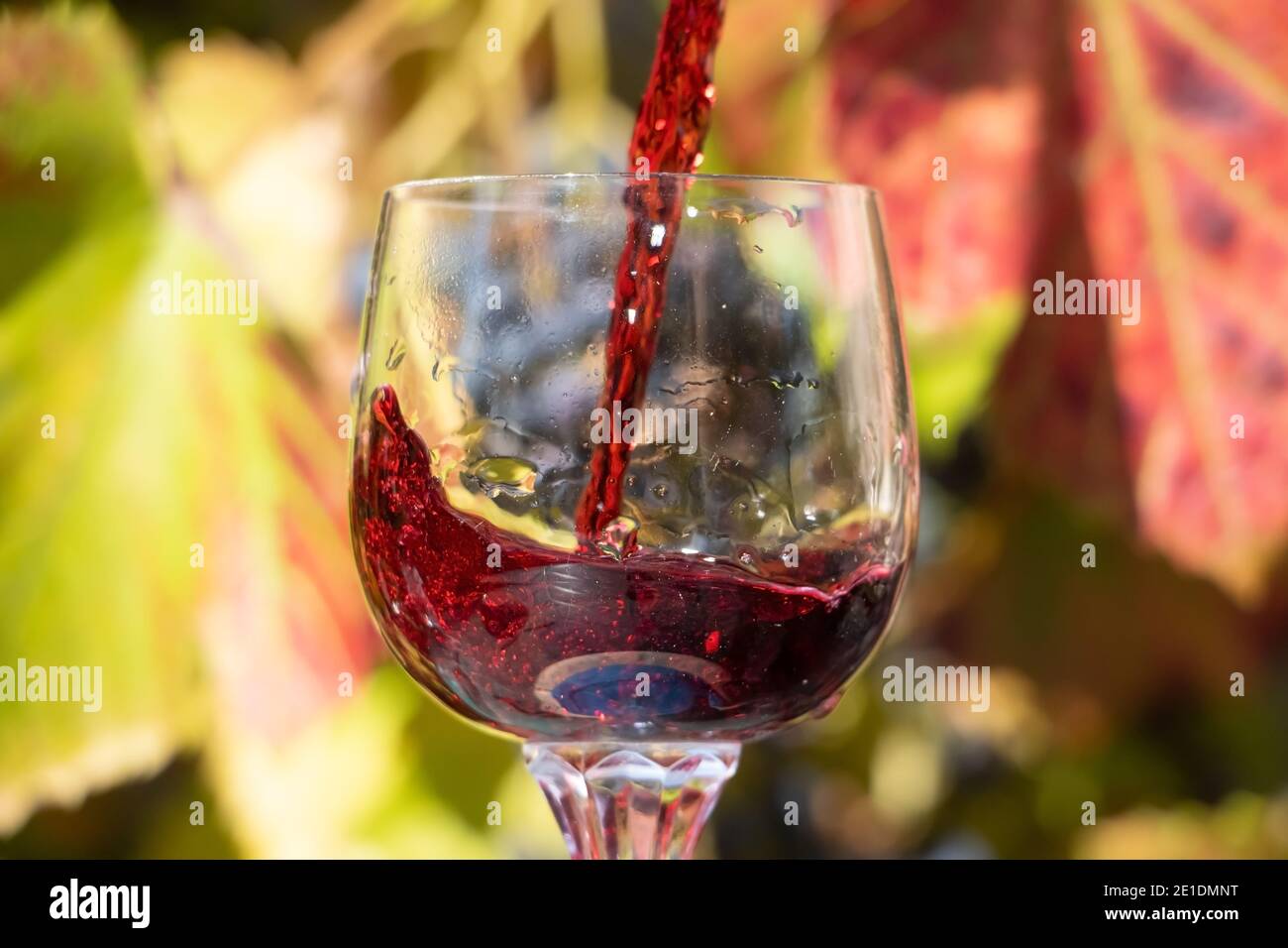 Un vino rosso che si versa nel bicchiere sullo sfondo del vigneto. Un vino rosso che si sprigola in una verricello. Foto Stock