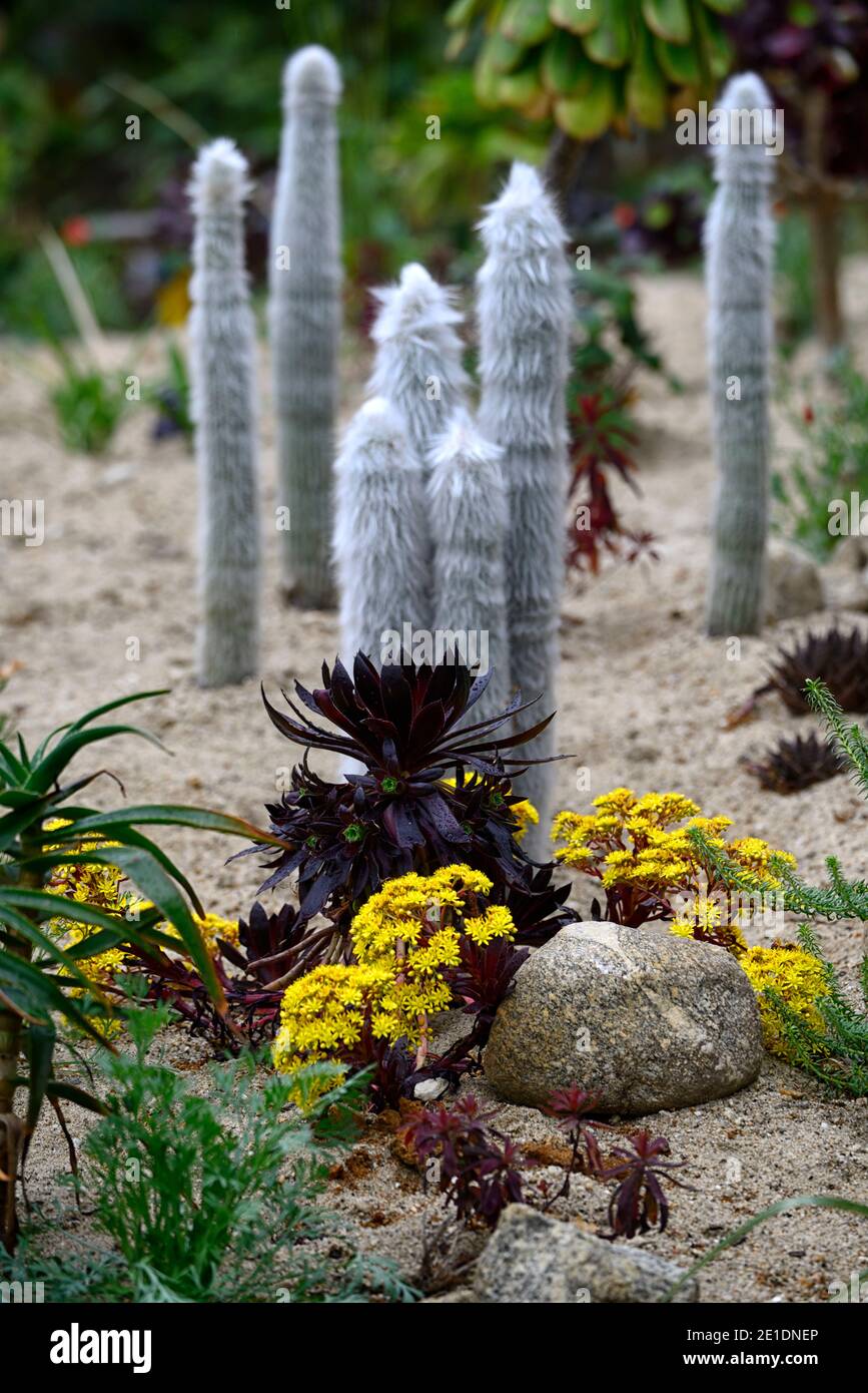 aeonium melograno giallo fiore gambo, fiori gialli, aeonio fiorente, succulente fioritura, sempreverde, succulente, scuro, nero, borgogna, rosette, rosette, Foto Stock