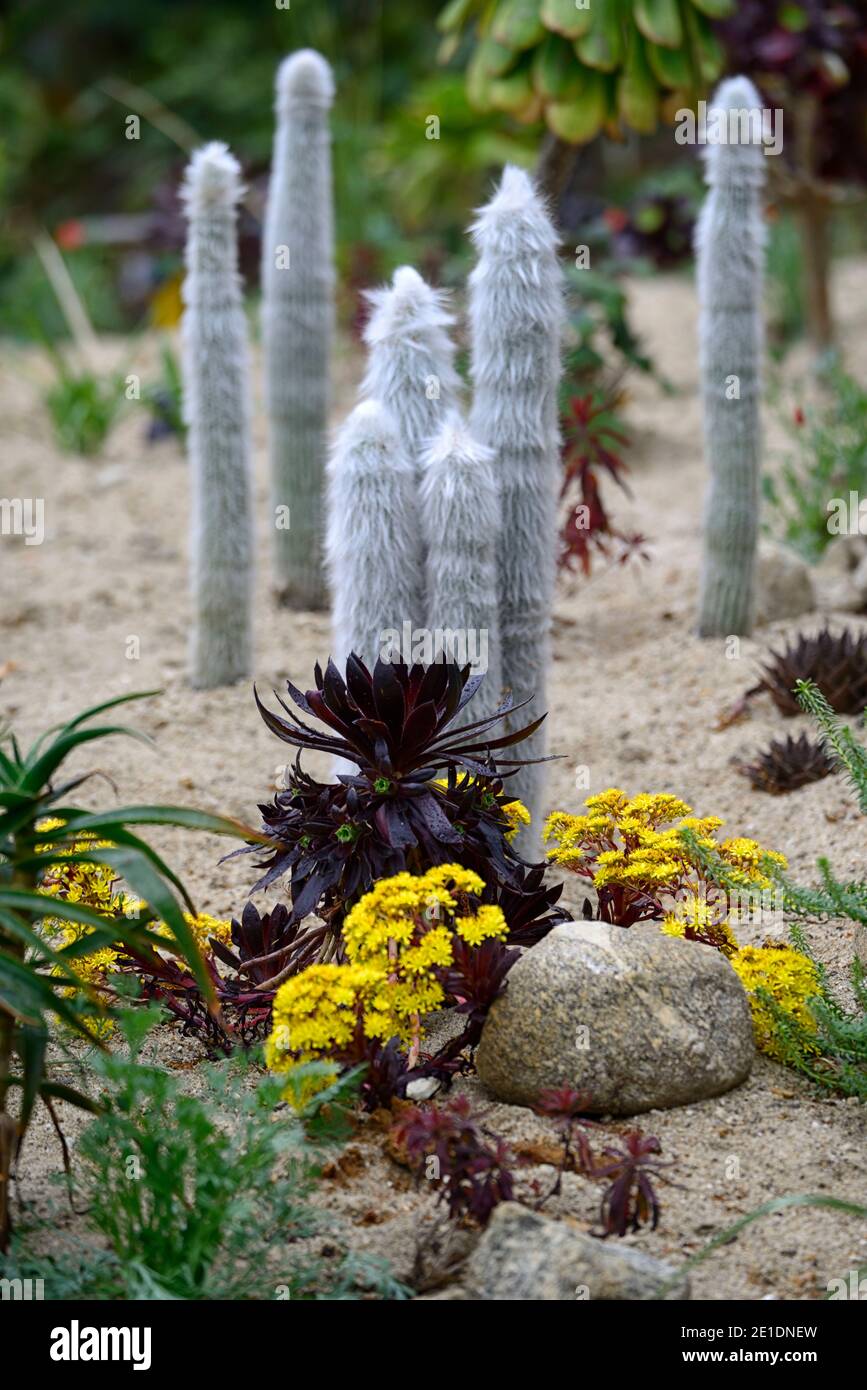 aeonium melograno giallo fiore gambo, fiori gialli, aeonio fiorente, succulente fioritura, sempreverde, succulente, scuro, nero, borgogna, rosette, rosette, Foto Stock