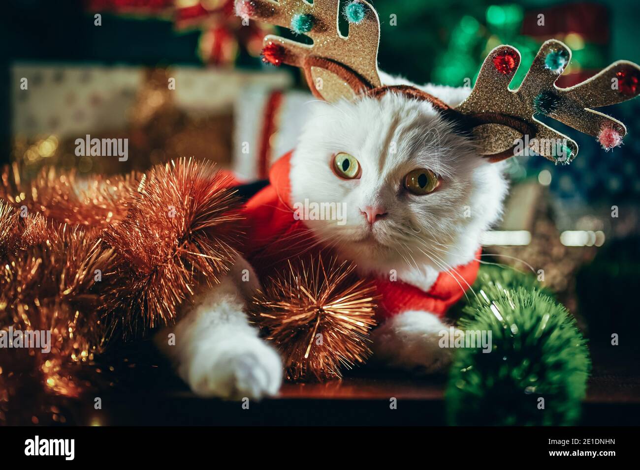 Ritratto di soffice gatto bianco nella decorazione di Natale - corna di  cervo e costume di Babbo Natale. Anno nuovo, animali domestici, animali meme  concetto Foto stock - Alamy