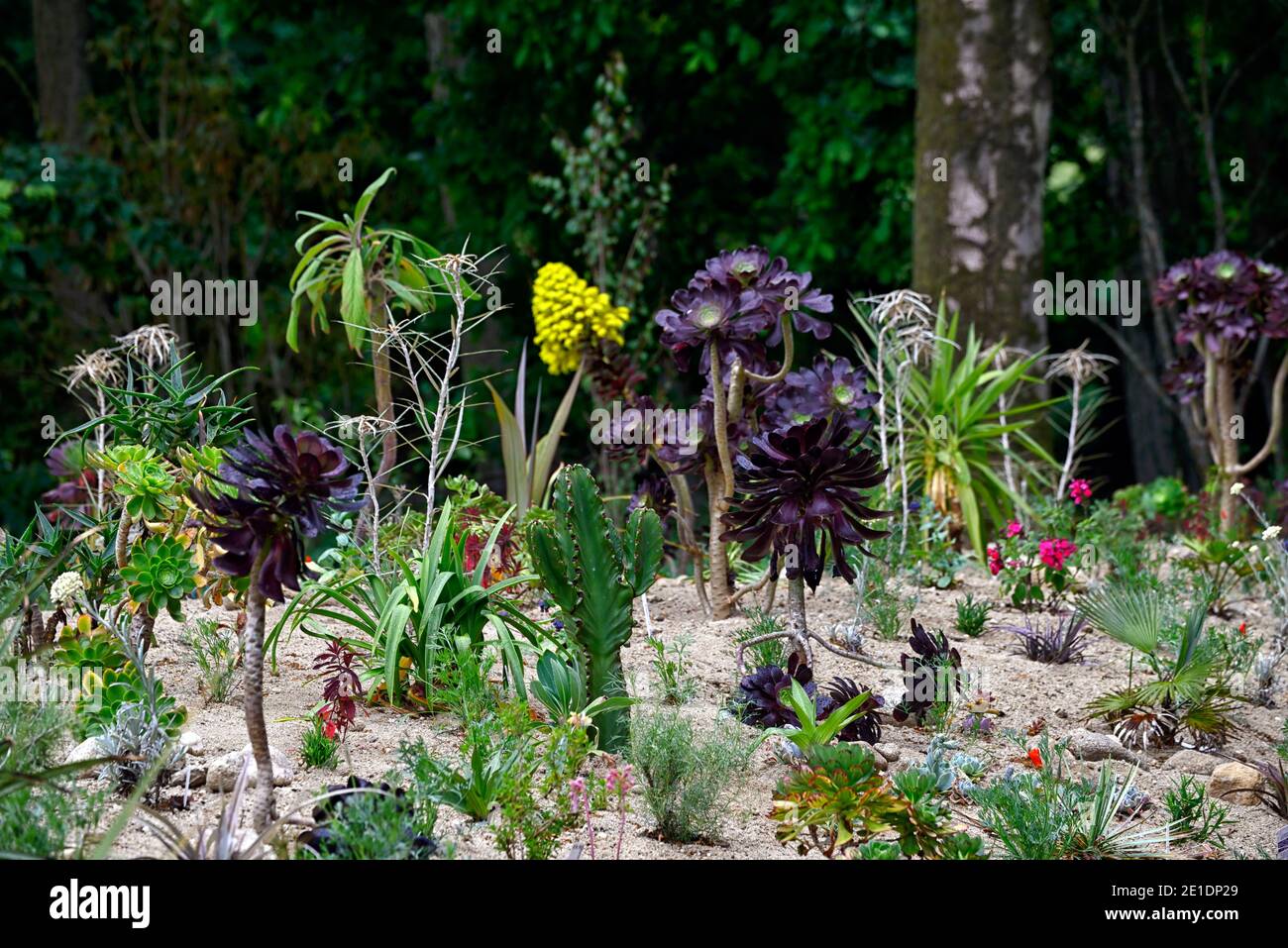 cactus giardino,succulente giardino,sabbie letto,giardino sabbioso,aeonium,cactus,cactus,tollerante siccità,xeroscaping,letto asciutto,giardino asciutto,xeriscaping,mix,misto,combina Foto Stock