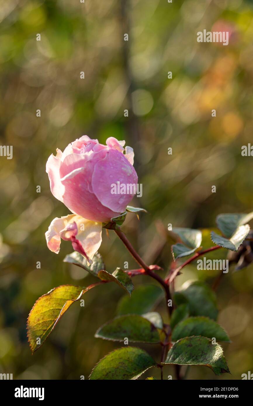 Rosa (rosa) 'il generoso giardiniere', naturale fiore pianta ritratto Foto Stock