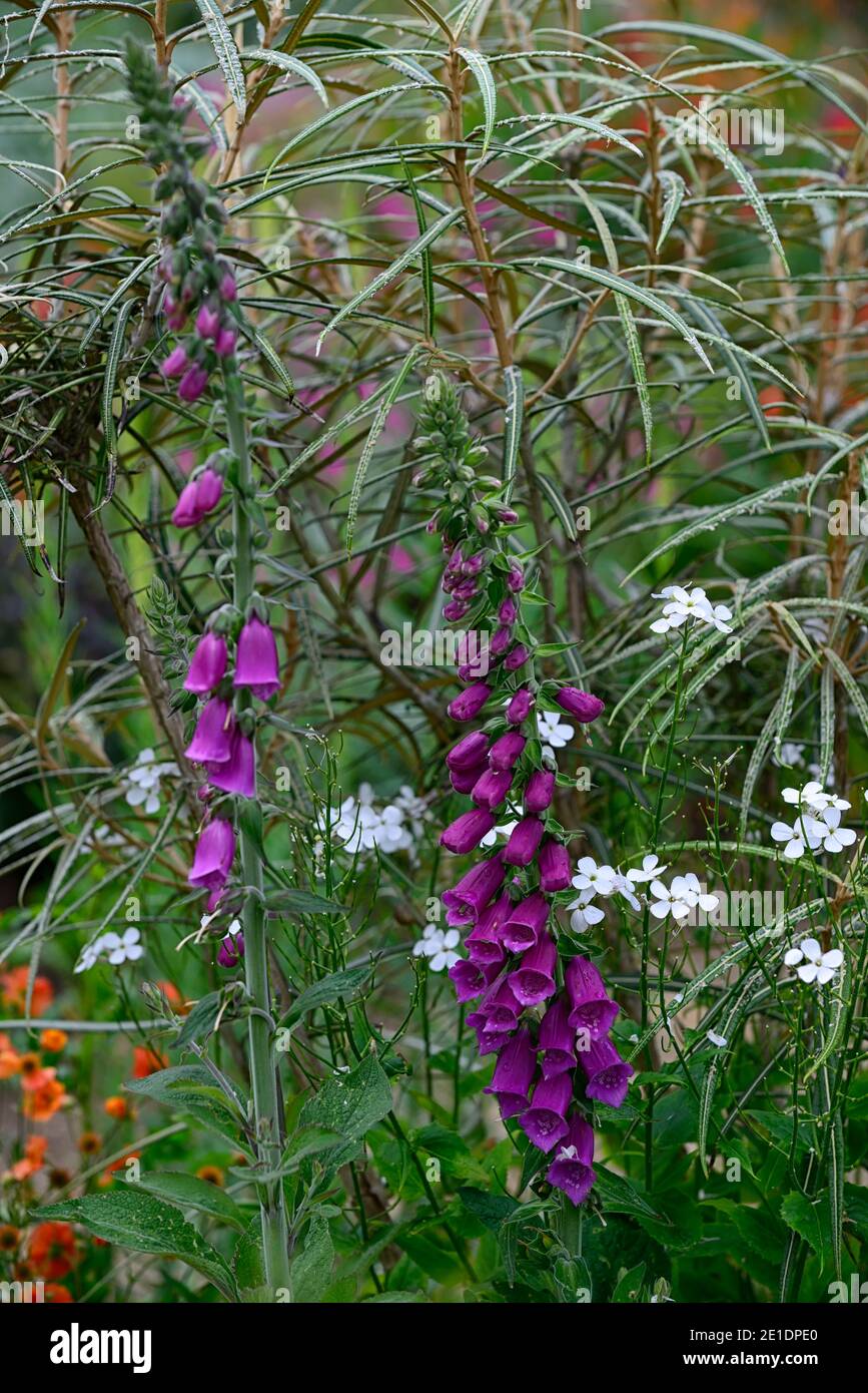 Digitalis purpurpurea, foxglove viola, rucola dolce, Hesperis matronalis, olearia lacunosa, margherita di lancewood, fiori viola e bianchi, R Foto Stock