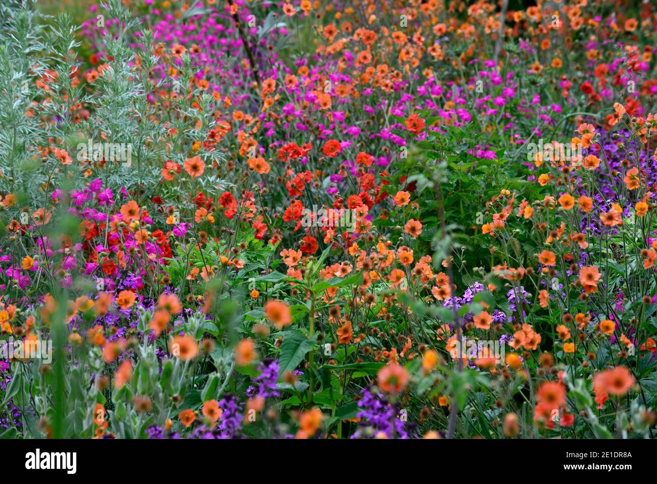 Geum Rubin, Lychnis Hill Grounds, Rose campion Hill Grounds, magenta fiori rosa, magenta rosa fiore, geum totalmente mandarino, onestà viola, lunaria annua Foto Stock