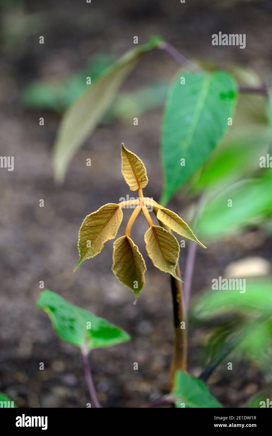 schefflera delavayi,nuova crescita,verde,foglie,fogliame,tropicale,esotico,pianta,nuova crescita,fogliame verde, foglie verdi,fogliame sempreverde,RM floreale Foto Stock