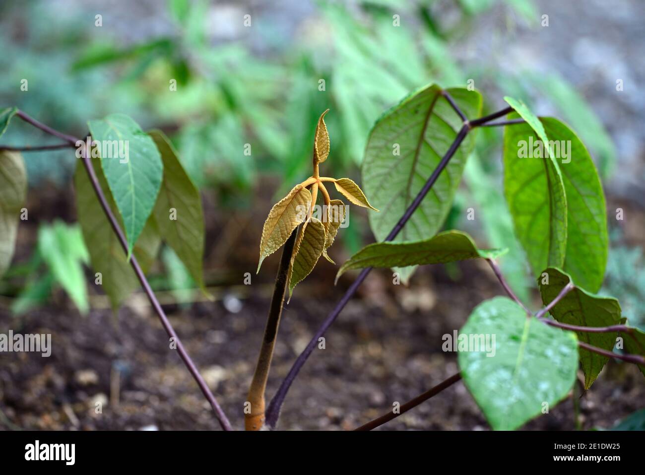 schefflera delavayi,nuova crescita,verde,foglie,fogliame,tropicale,esotico,pianta,nuova crescita,fogliame verde, foglie verdi,fogliame sempreverde,RM floreale Foto Stock