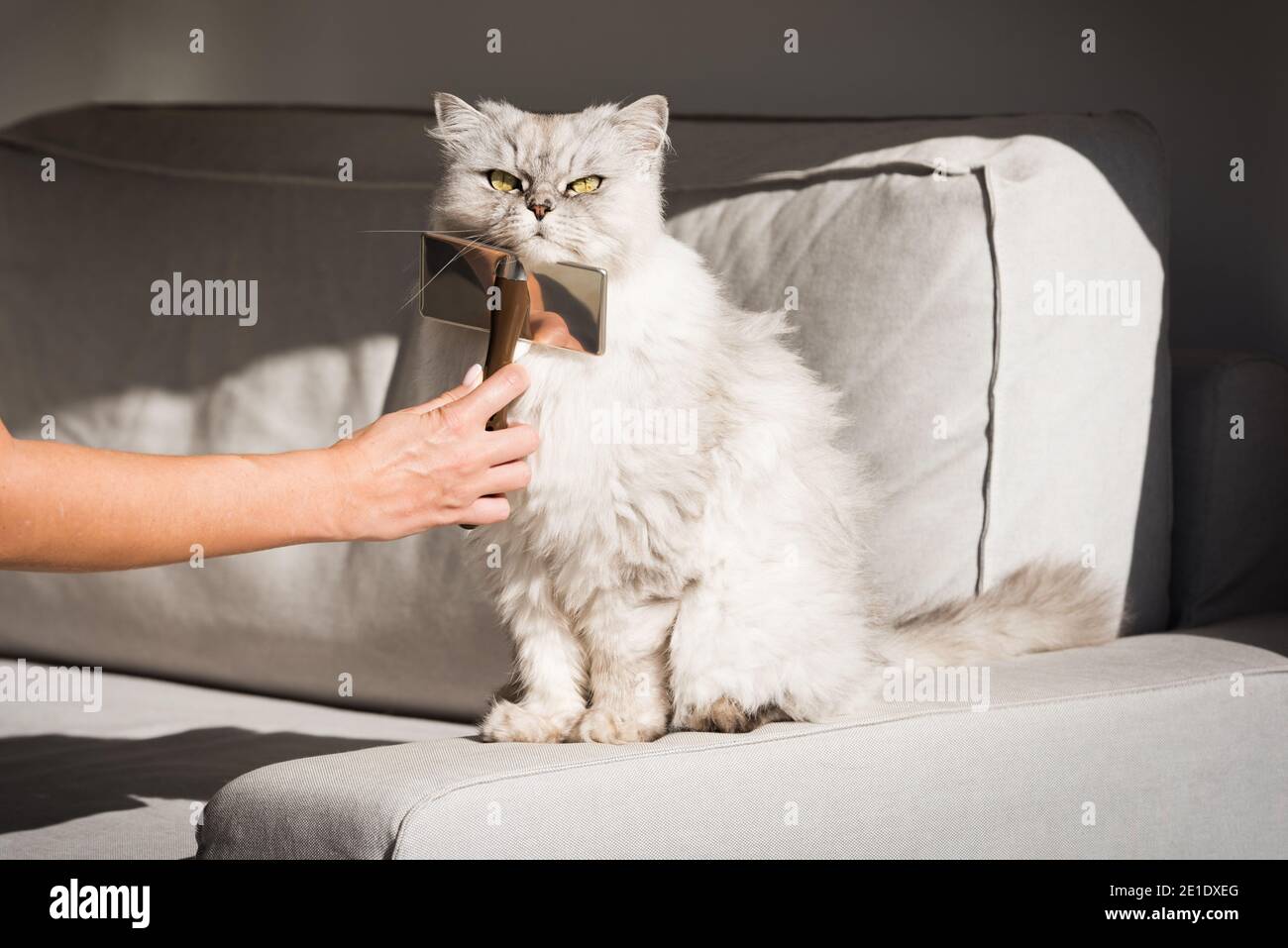 Mano che combina grazioso gatto grigio dai capelli lunghi. Il gatto peloso ama spazzolare Foto Stock