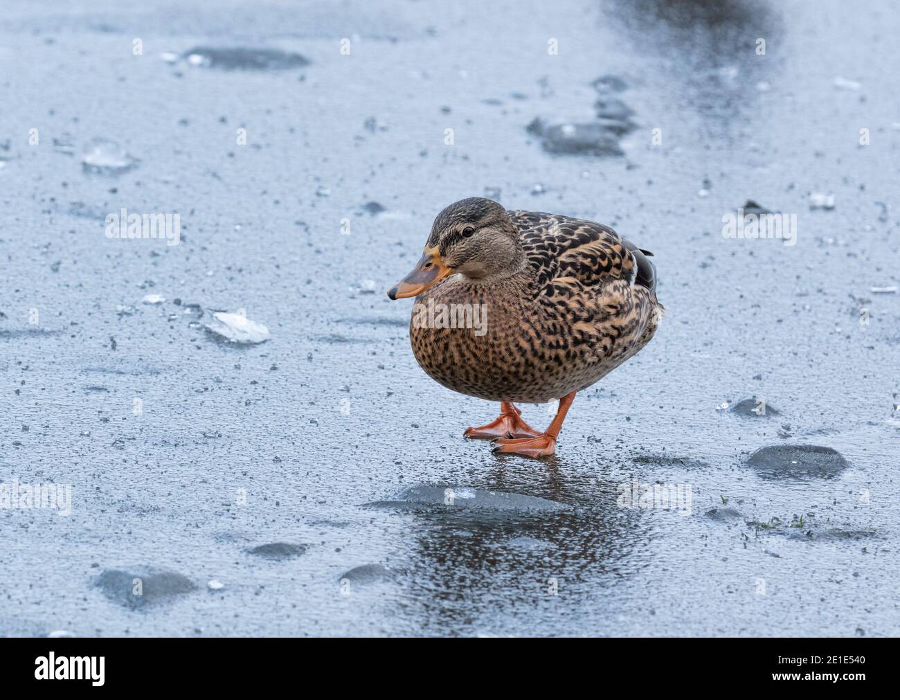 Un'anatra mallard femminile in piedi su un lago ghiacciato. Foto Stock