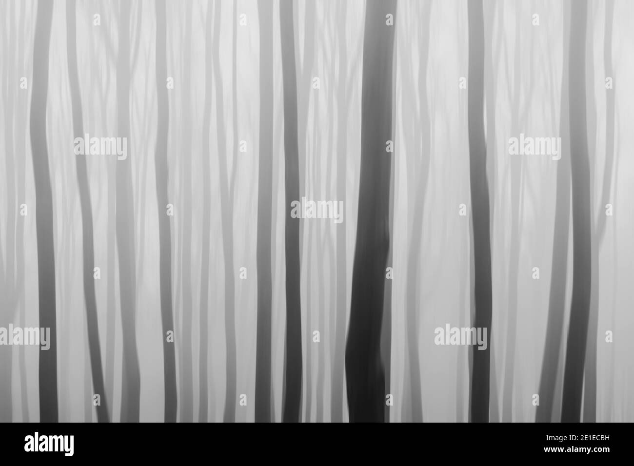 Alberi in una nebbia che sembra un codice a barre, immagine in bianco e nero Foto Stock