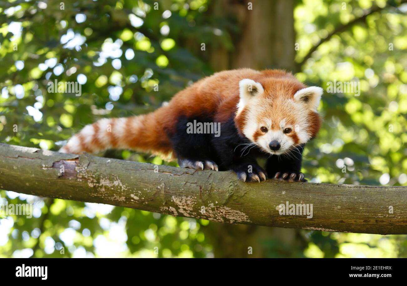 Panda rosso o panda minore (ailurus fulgens) in un albero. I panda rossi sono animali in pericolo Foto Stock