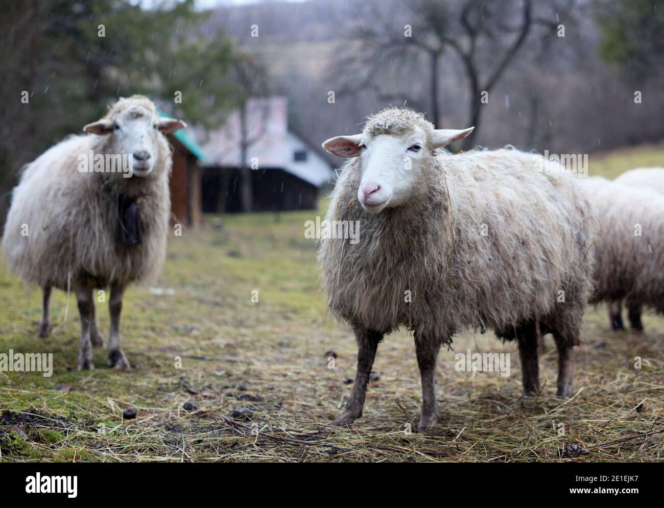 Pecore a Terchova, Orava, Slovacchia Foto Stock