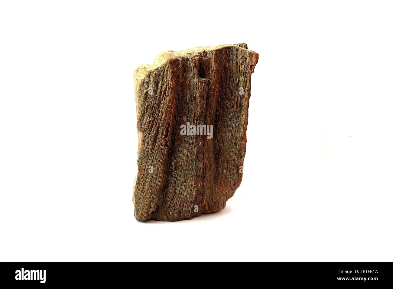 Pezzo di legno fossile trovato in Estremo Oriente della Russia Foto Stock
