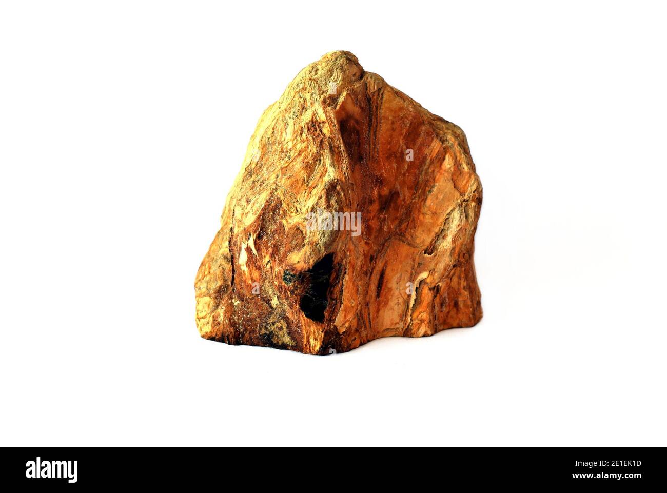 Pezzo di legno fossile trovato in Estremo Oriente della Russia Foto Stock