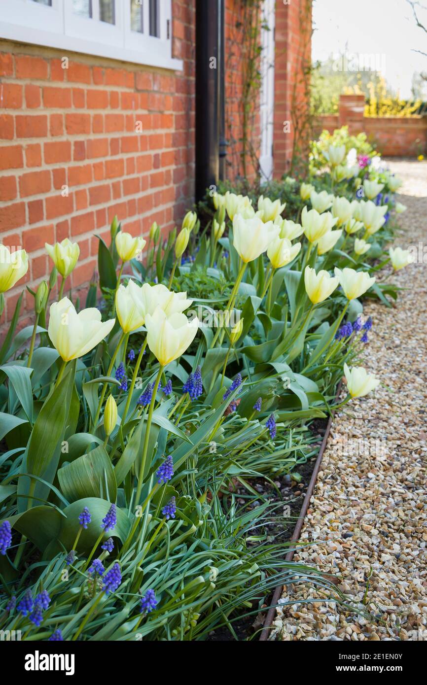 Fiori primaverili in un confine in un giardino, tulipani e bulbi di fiori muscari in fiore, Regno Unito Foto Stock