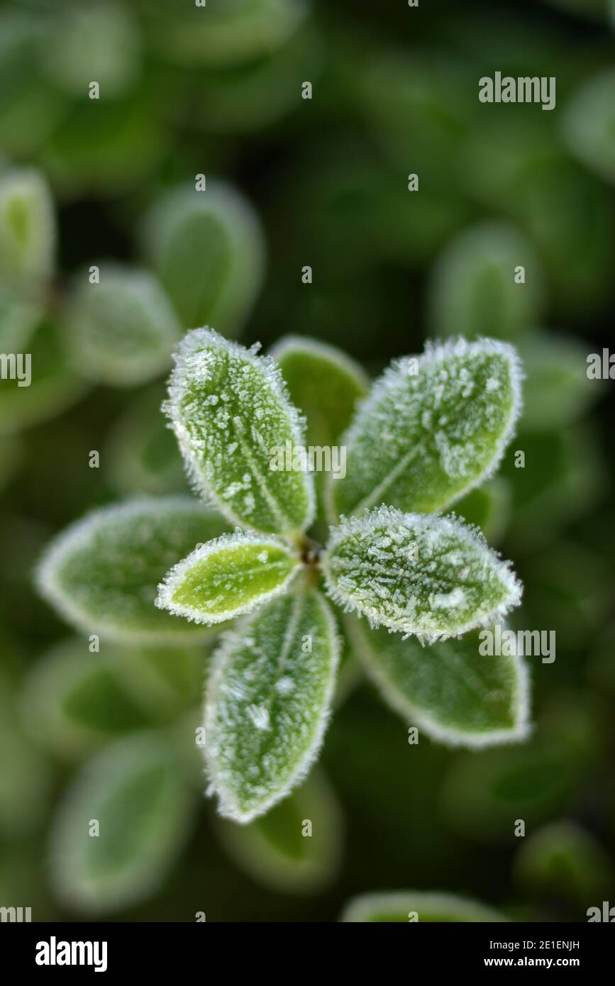 Giardino d'inverno Foto Stock