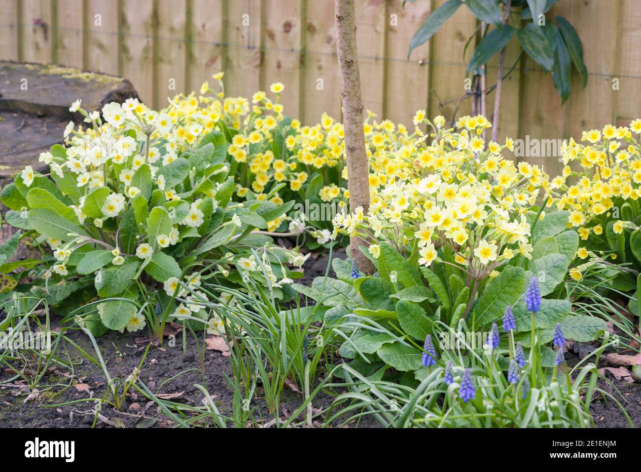 Fiori primaverili in un giardino di confine con le primerote gialle e muscari blu, Regno Unito Foto Stock