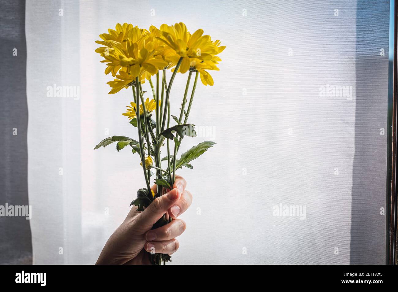 La bellezza è sempre per una madre, bouquet di fiori gialli. Foto Stock