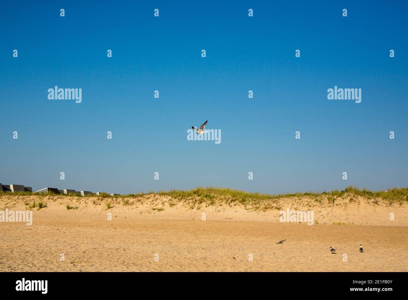 Un gabbiano passa contro il cielo blu sulla sabbia dorata e. dune Foto Stock