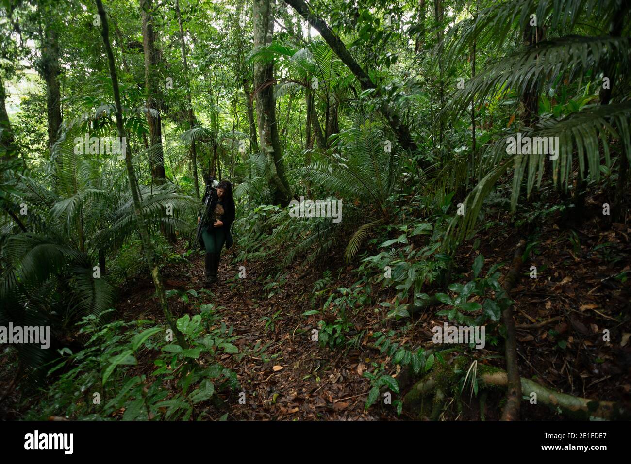 Una donna che trasporta l'attrezzatura fotografica che cammina un sentiero nel Foresta pluviale atlantica del Brasile sud-orientale Foto Stock