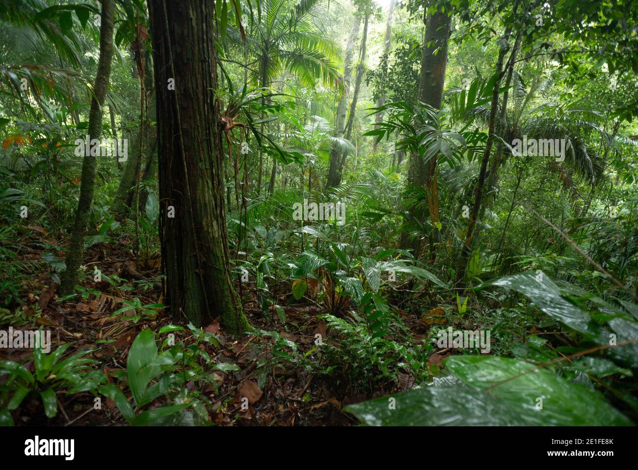 Interno della foresta pluviale atlantica di se Brasile vicino alla città Di Tapiraí Foto Stock
