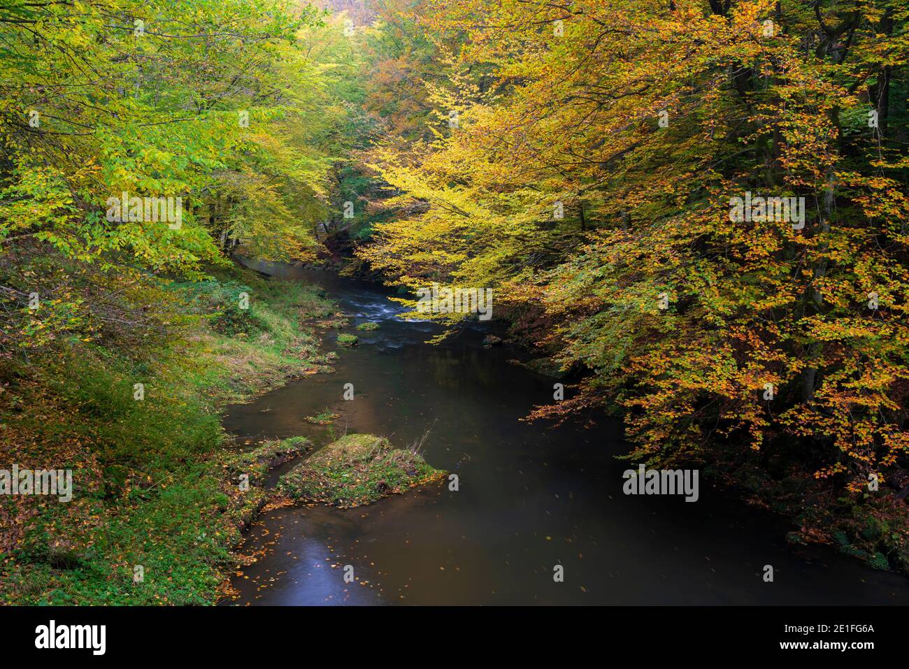 Kamenice fiume circondato da foresta colorata in autunno, Boemia Svizzera Parco Nazionale, Hrensko, Decin Distretto, Usti nad Labem Regione, Repubblica Ceca Foto Stock