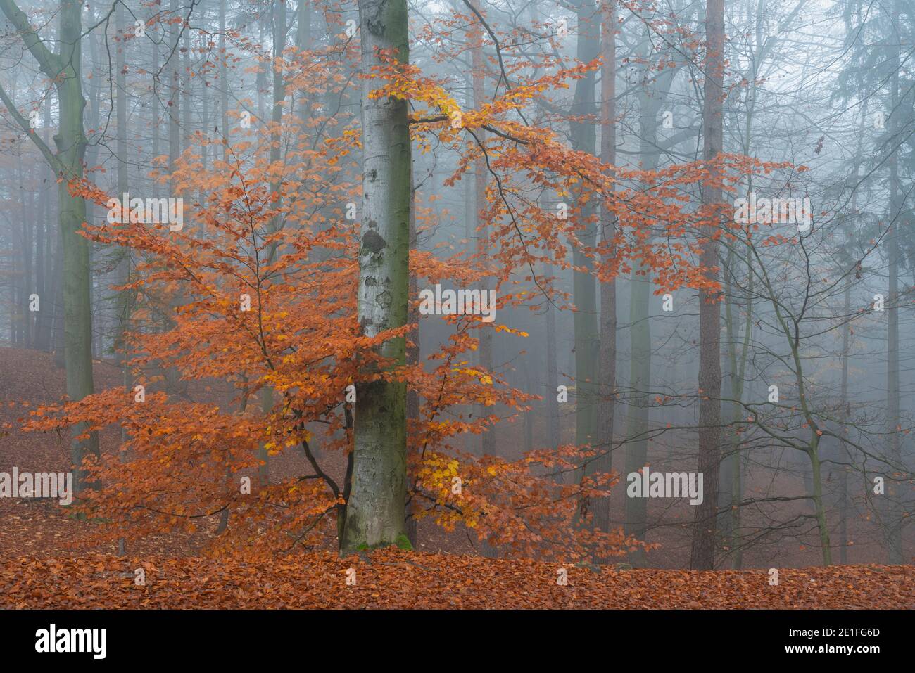 Albero con foglie d'arancio in autunno la mattina nebbiosa, Hruba Skala, Semily District, Liberec Region, Boemia Paradise, Boemia, Repubblica Ceca Foto Stock