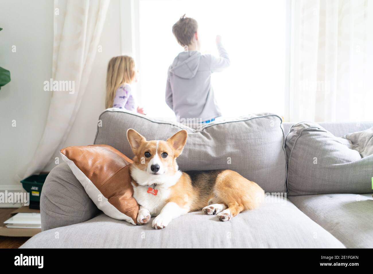 bambini che guardano fuori la finestra con il cane di corgi che si stesa sul divano Foto Stock