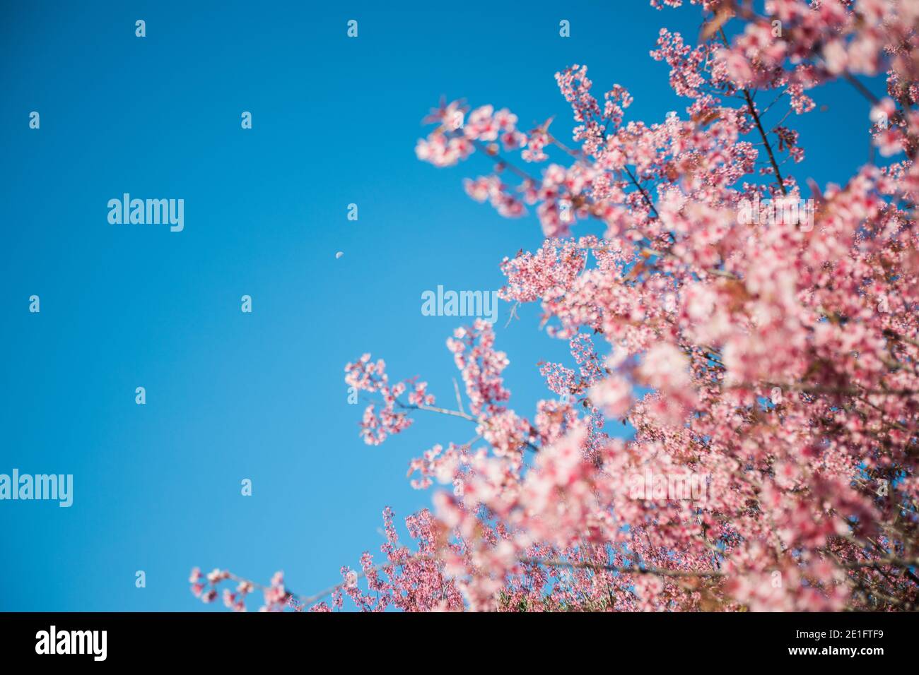 Questi sono selvaggi fioritura di Ciliegio Himalayano a Chiang mai, Thailandia. A Chiang mai, Thailandia. Foto Stock