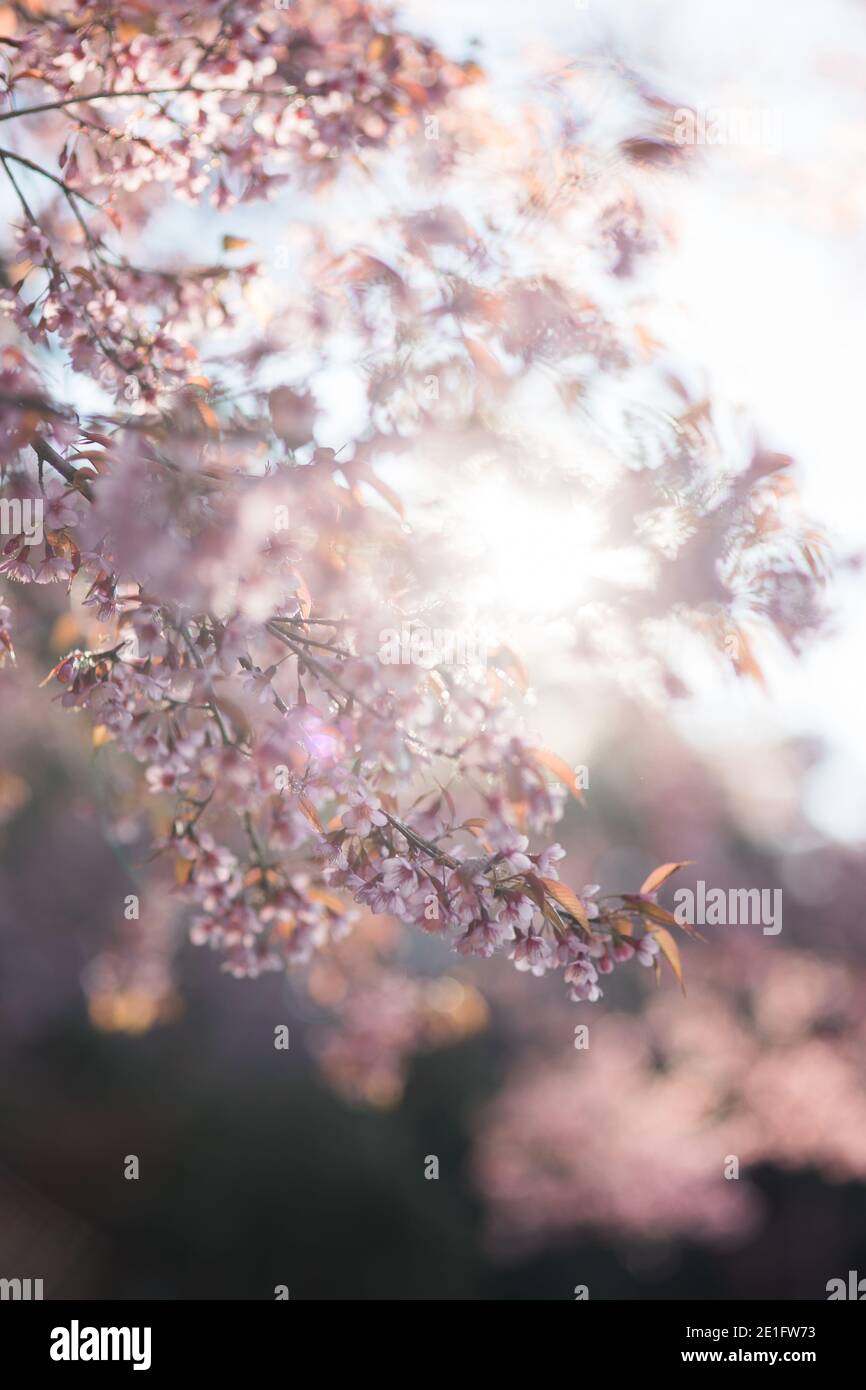 Questi sono selvaggi fioritura di Ciliegio Himalayano a Chiang mai, Thailandia. A Chiang mai, Thailandia. Foto Stock