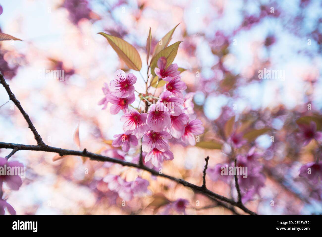Questi sono selvaggi fioritura di Ciliegio Himalayano a Chiang mai, Thailandia. A Chiang mai, Thailandia. Foto Stock