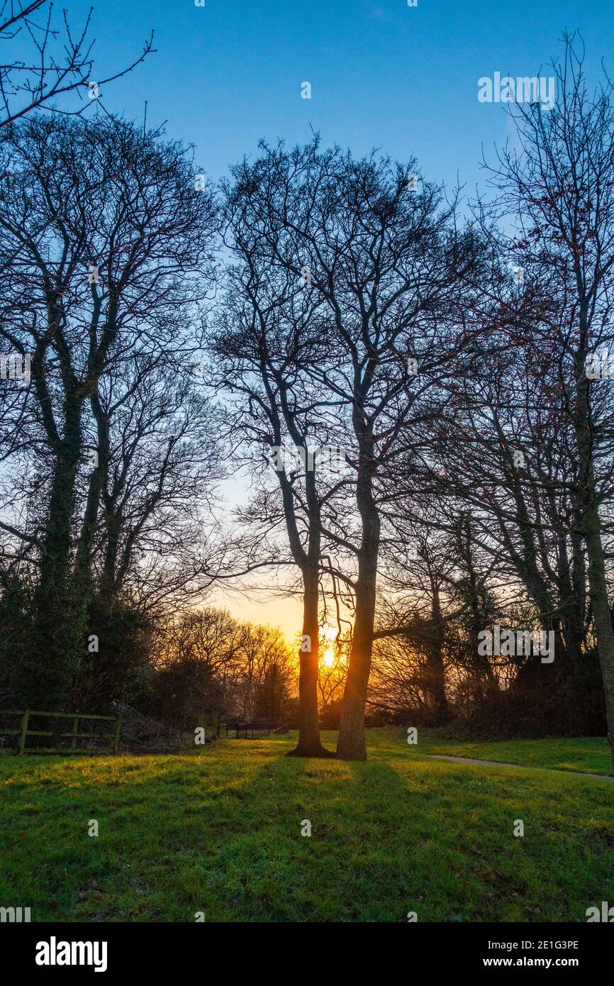Sunsetting attraverso una linea di alberi in un legno pubblico Foto Stock