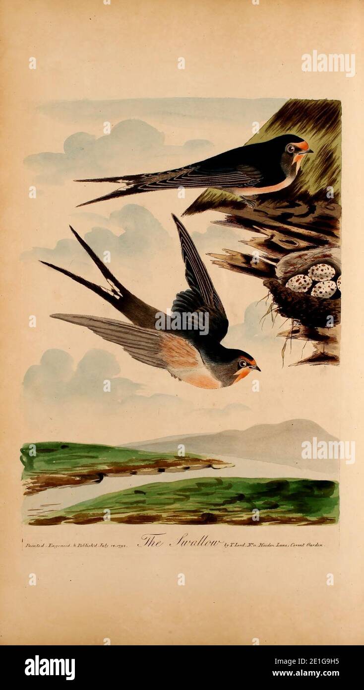 Signore di tutto il nuovo sistema di ornitologia, o Oecumenical storia britannica di uccelli (Pl. XLV) Foto Stock
