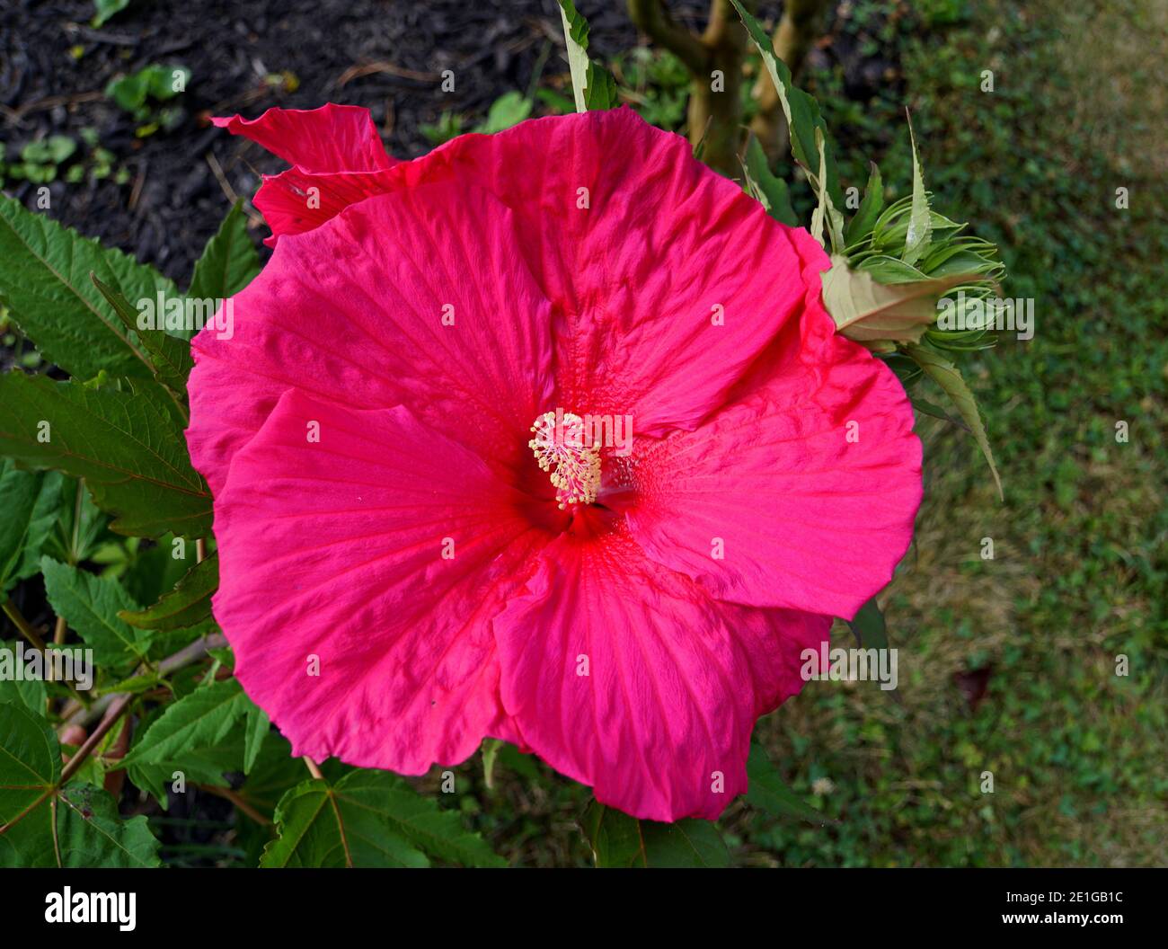 Un colore rosa di hibiscus gigante duro pieno fioritura Foto Stock