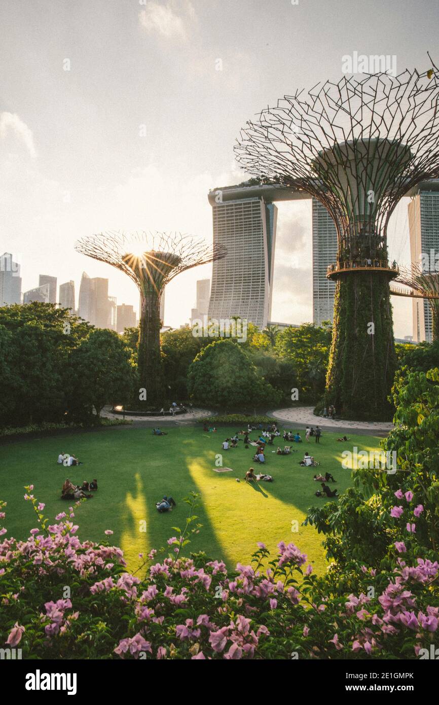 Tramonto ai Supertrees a Gardens by the Bay, Singapore, con Marina Bay Sands sullo sfondo. Foto Stock