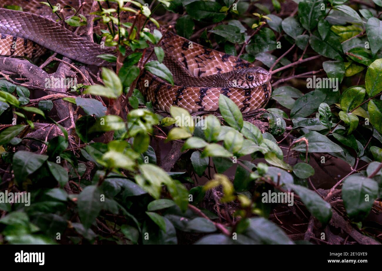 Primo piano su Snake Rat con bande vive o Ratsnake orientale o Ptyas mucosa (LINNAEUS, 1758). Il serpente si accoccolò nella foresta. Foto Stock
