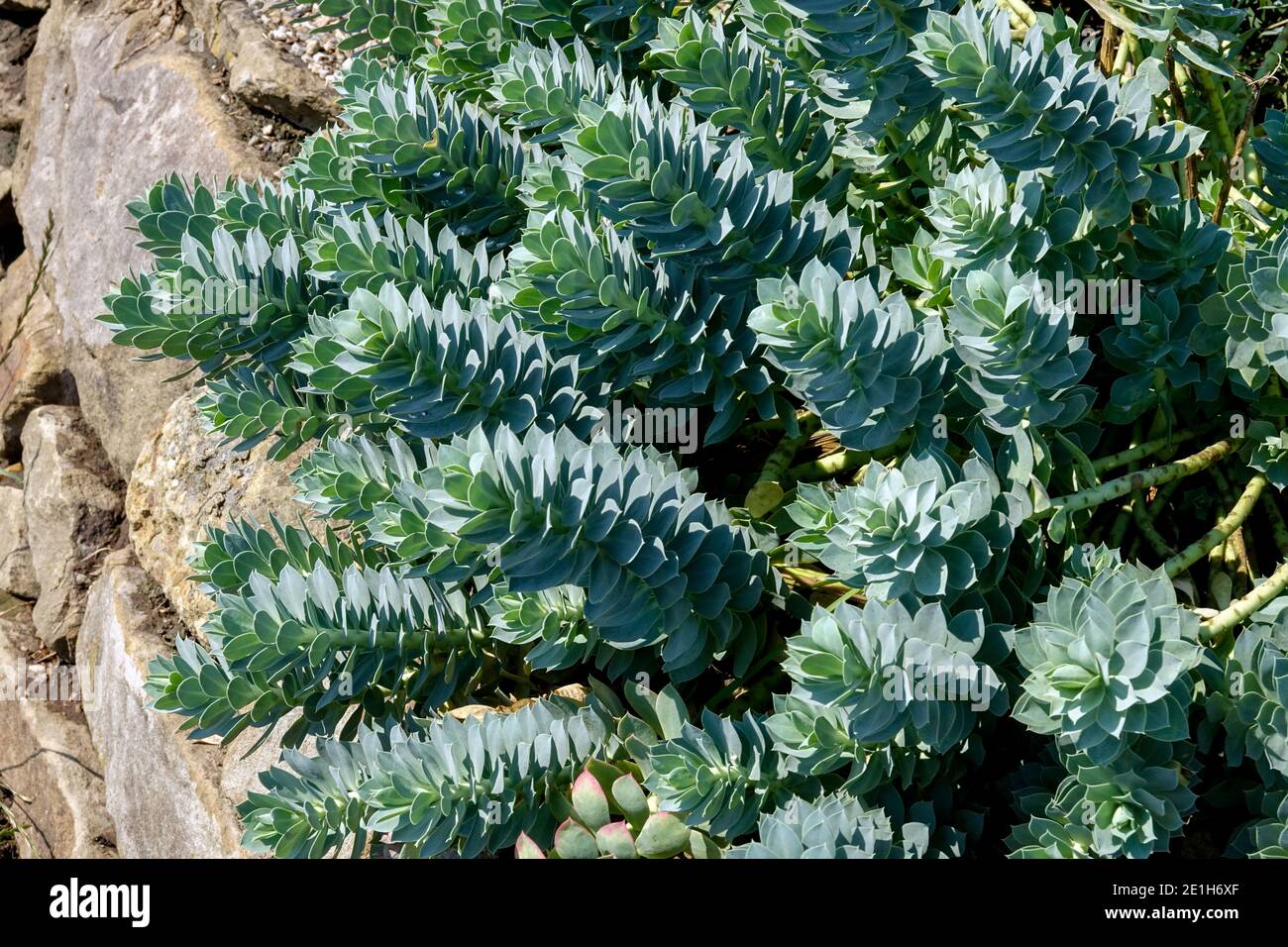 Piante che crescono su muro secco del giardino pianta da parete di Eufhorbia myrsinites Foto Stock
