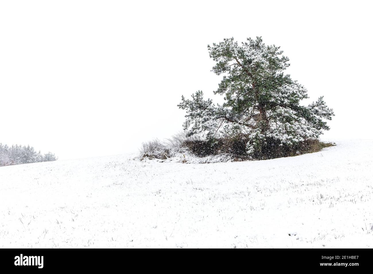 Solo pino nevoso. Paesaggio invernale con una sola pineta in un campo bianco innevato. Mattina invernale gelida. Concetto di ecologia. Foto Stock