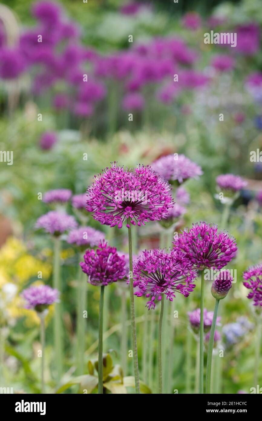 Allium 'viola sensazione' in un giardino cottage. Foto Stock